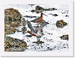 kuirit Godwits * 800 x 592 * (439KB)